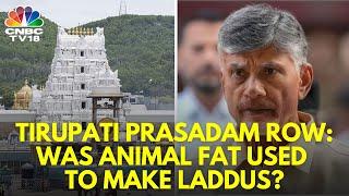 Andhra CM Chandrababu Naidu Claims Animal Fat Was Used To Make Famous Tirupati Laddu | N18V