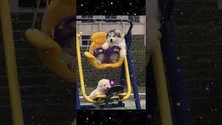Pet Park Fails: HILARIOUS Moments