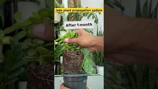 After 1 month Jade plant propagation update #gardeningwithnanav #jadeplant #plants