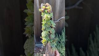 Creating a Driftwood Succulent Arrangement #succulents