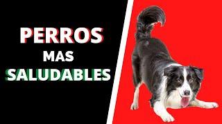 Las 6 razas de perros más saludables.Perros que padecen menos enfermedades. 