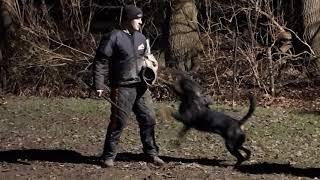 Pakwerk met rottweiler