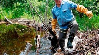 Ставим капкан на бобра с приманкой