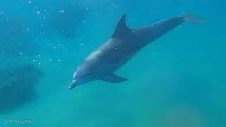 Dolphins Mozambique