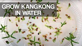 GROW KANGKONG IN WATER | Easy to grow Water Spinach