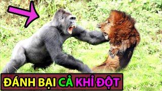 6 Loài Vật Có Thể Đánh Bại KHỈ ĐỘT GORILLA -Động Vật Facts #103