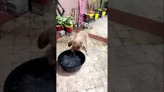 40*C temperature  #trending #travel #ARORA.SHORTS#goldenretriever #goldy#puppy#love #youtubeshorts