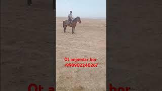 Kupkari otlar uloqchi otlar #otbozor #otlar #ot #asp #buzkashi #horse