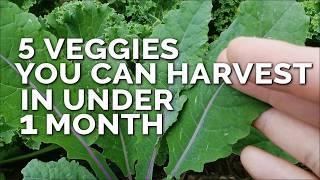 5 Fast Growing Veggies You Can Harvest in Under 1 Month