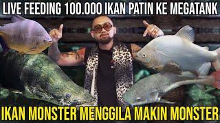 LIVE FEEDING 100.000 IKAN PATIN KE MEGATANK IKAN MONSTER MENGGILA MAKIN MONSTER #KINGOFTHEJUNGLE