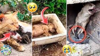 Heartwarming Animal Rescue compilation That Will Melt Your Heart ️ Part 1 | Animal Rescue stories