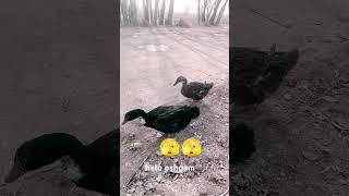 eshgame️‍🩹️‍🩹