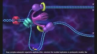 DNA replication in prokaryotic cell 3D animation with subtitle