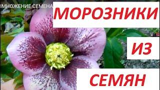 МОРОЗНИКИ - РАЗМНОЖЕНИЕ СЕМЕНАМИ . (МНОГОЛЕТНИЕ РАСТЕНИЯ ИЗ СЕМЯН )