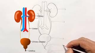 Human excretory system