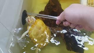 [218] Tong Feeding Dried Shrimp to Albino Turtles