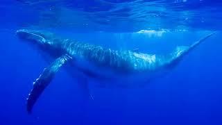 Canto de la Ballena - Mikael V. Esparza