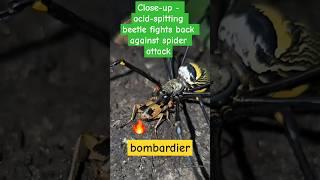 Close-up - acid-spitting beetle fights back against spider attack #bombardier #spider