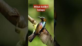 mikat kolibri kelapa #sunbird #birds #kolibrikelapa #hummingbird #short