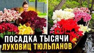 ПОСАДКА ТЫСЯЧИ ЛУКОВИЦ ТЮЛЬПАНОВ НА МОЁМ УЧАСТКЕ ОСЕНЬЮ | Составление цветочных композиций