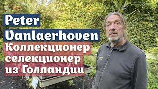 Коллекционер-селекционер Peter Vanlaerhoven и его садик Lowgardens| Голландия