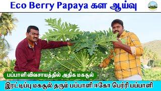 கள ஆய்வு ஈகோ பெர்ரி பப்பாளி விவசாயம் 🟡Eco Berry Papaya Farming Papaya Cultivation ️8125724702