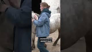 Ученые изучают ямальских лошадей #новости #янао