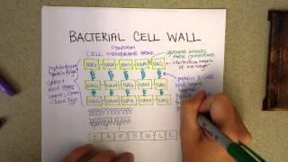 Bacterial cell wall structure