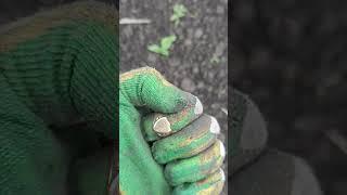 перстенек 18к #коп #клад #история #coin #золото