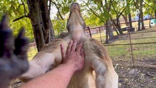 How to Survive a Kangaroo Attack