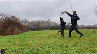 How we exercise our Rottweilers