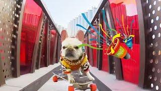 The dog challenged himself to skate through a super narrow passage and succeeded