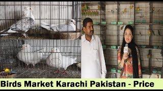 Buffer Zone Birds Market - Al Javeed Birds - Price Updates