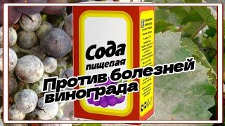 Обработка винограда содой