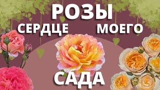 А РОЗЫ ЦВЕТУТ! Прогулка по саду. 28 июня 2024 г.