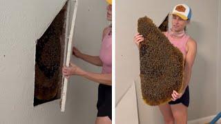 Tens of Thousands of Bees Discovered Behind Bedroom Wall