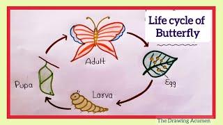 How to draw "Life cycle of Butterfly" diagram step by step for beginners|| @TheDrawingAcumen