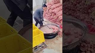 potato cleaning process fast & efficient method for spotless potatoes