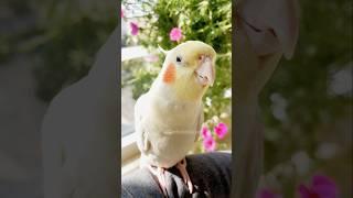 Jerry the Cockatiel: the feathered superstar of happy tunes!  #cockatielscraze #birdsinging