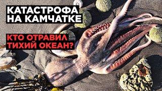 КАТАСТРОФА НА КАМЧАТКЕ. Что на самом деле случилось? Кто отравил Тихий океан?