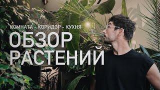 ОБЗОР РАСТЕНИЙ – комната – коридор – кухня