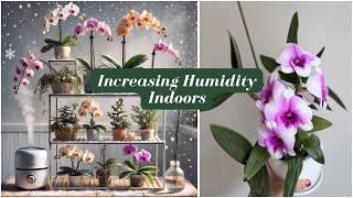 5 Humidity Solutions for Orchids & Hoyas: Keep Your Plants Lush & Healthy!