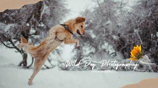 WILD DOG PHOTOGRAPHY - behind the scenes