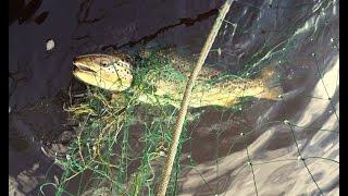 Gill Netting By Inland Fisheries Ireland.  Ballina Co Mayo  2015
