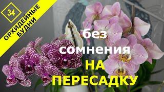 Пересадка цветущих взрослых орхидей  Phalenopsis Leco Fantastic с деткой и Phalaenopsis Wild Cat