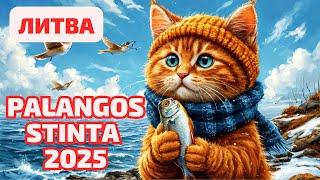 Palangos stinta 2025 По чём РЫБКА? Праздник корюшки. Литва #palanga