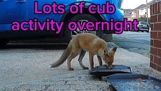 Usual suspects ️ #fox #wildlife #cute #fyp #viralvideo