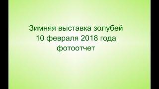 Выставка голубей 10 ФЕВРАЛЯ 2018 года в г. Тула. Голуби России (часть 2)