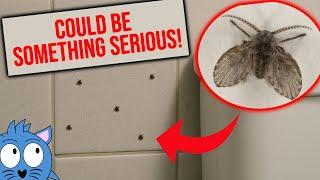 You Must Watch This If You Have These Drain Flies in Your Toilet