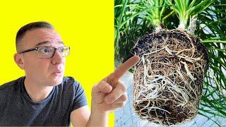 How to Repot Ponytail Palm:  3 CRITICAL STEPS YOU CAN'T MISS!